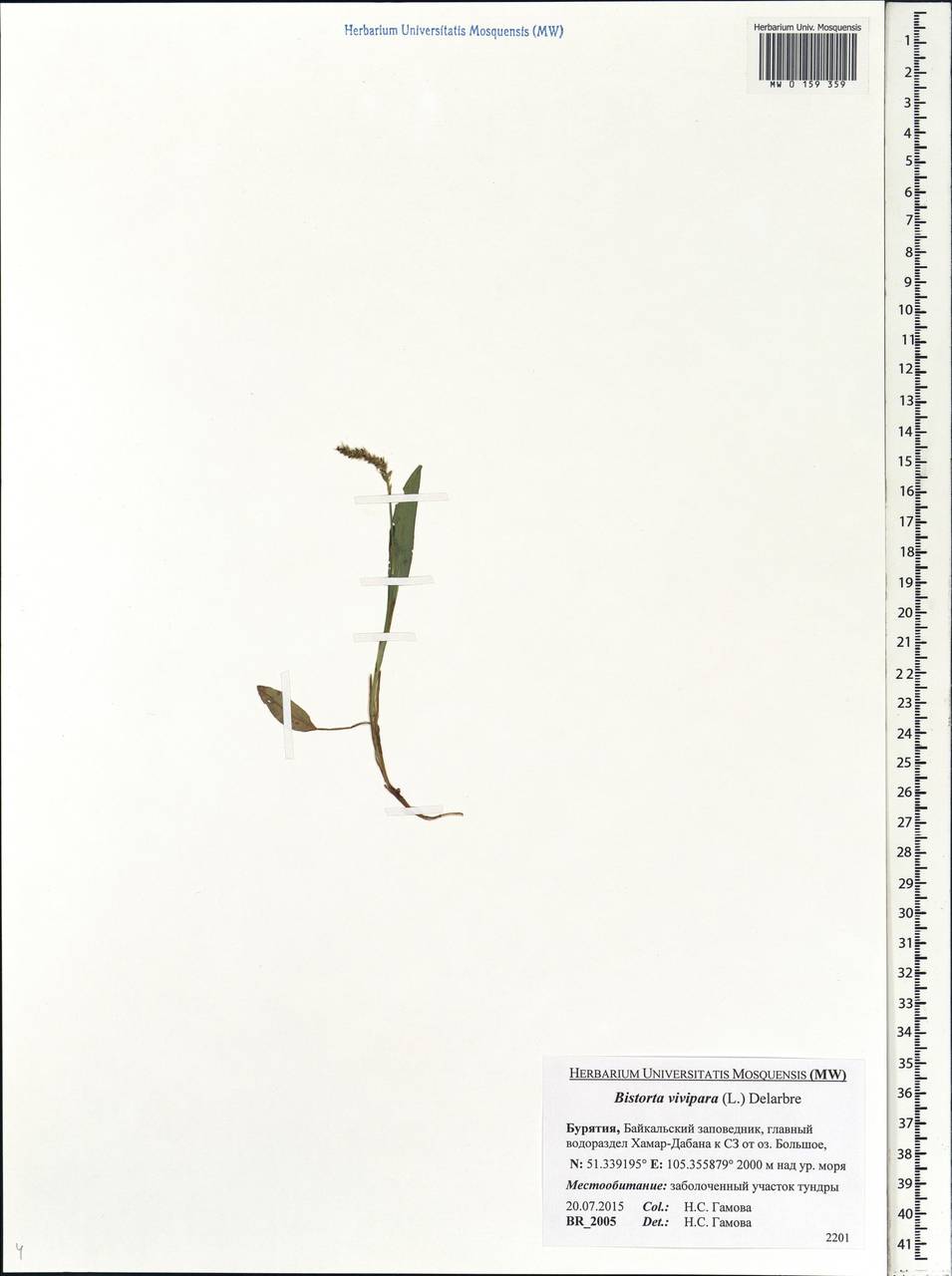 Bistorta vivipara (L.) Delarbre, Siberia, Baikal & Transbaikal region (S4) (Russia)