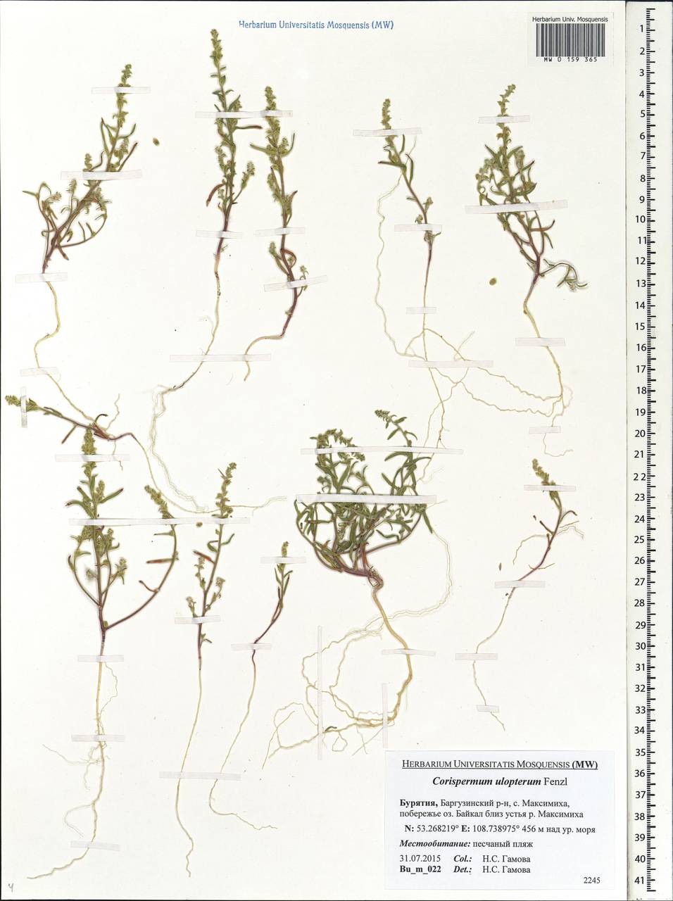 Corispermum ulopterum Fenzl ex Ledeb., Siberia, Baikal & Transbaikal region (S4) (Russia)