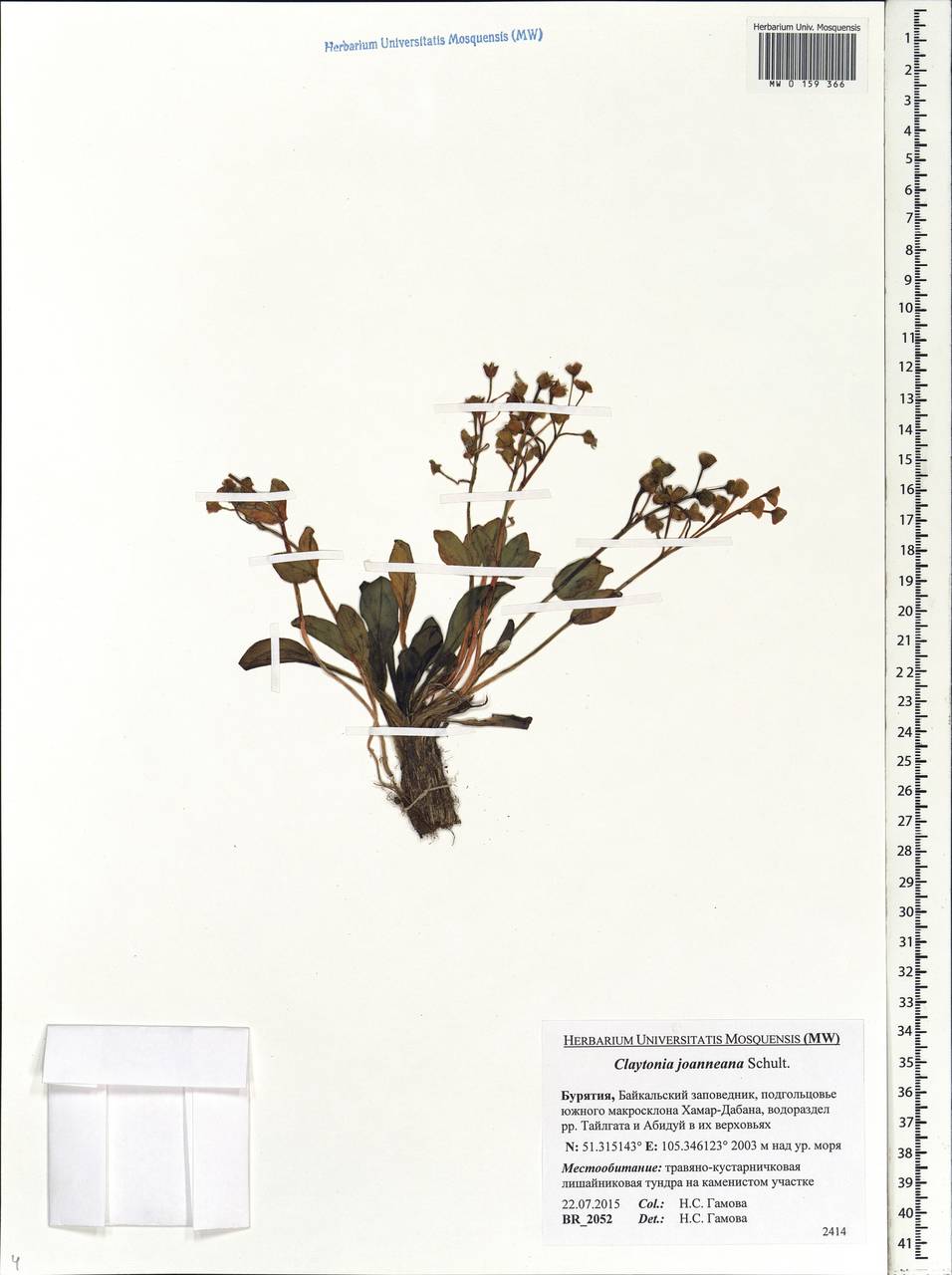 Claytonia joanneana Roem. & Schult., Siberia, Baikal & Transbaikal region (S4) (Russia)