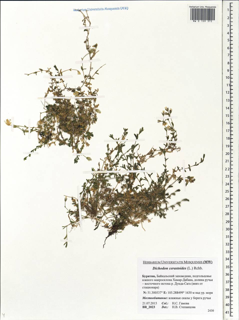 Dichodon cerastoides (L.) Rchb., Siberia, Baikal & Transbaikal region (S4) (Russia)