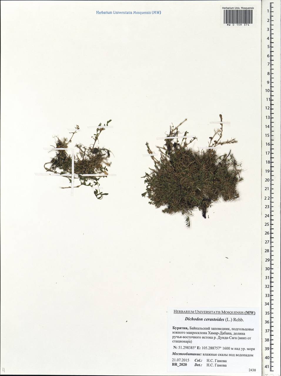 Dichodon cerastoides (L.) Rchb., Siberia, Baikal & Transbaikal region (S4) (Russia)