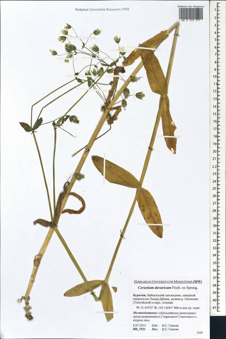 Dichodon davuricum (Fisch. ex Spreng.) Á. Löve & D. Löve, Siberia, Baikal & Transbaikal region (S4) (Russia)