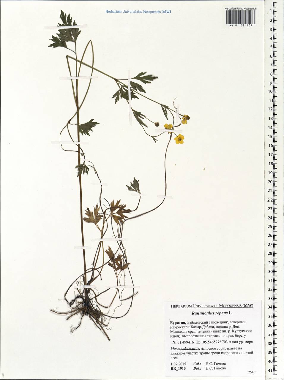 Ranunculus repens L., Siberia, Baikal & Transbaikal region (S4) (Russia)