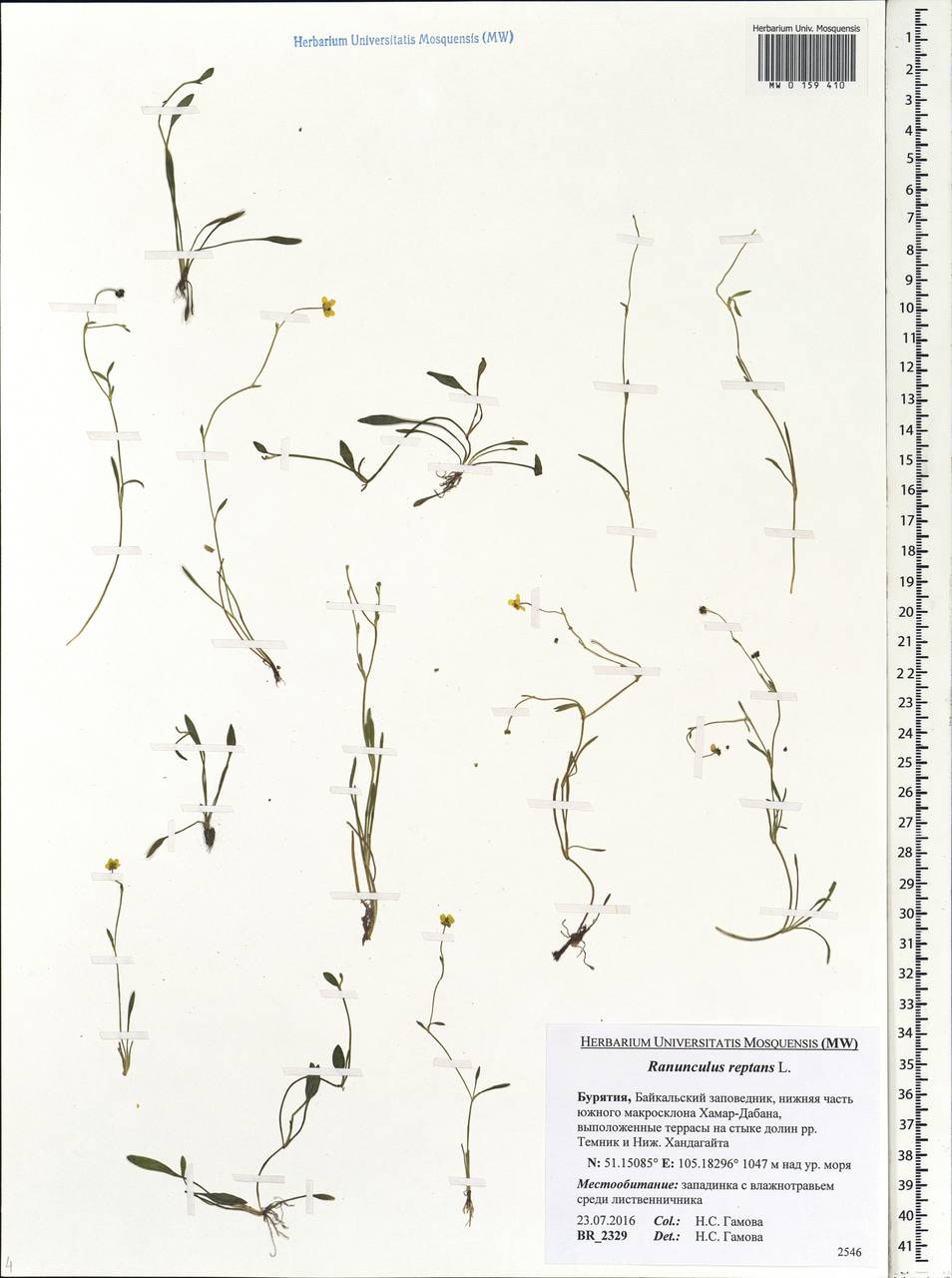 Ranunculus reptans L., Siberia, Baikal & Transbaikal region (S4) (Russia)