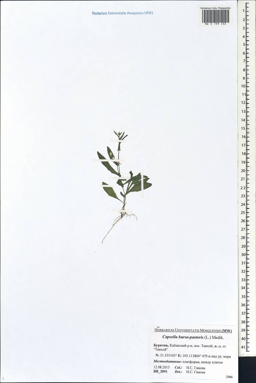 Capsella bursa-pastoris (L.) Medik., Siberia, Baikal & Transbaikal region (S4) (Russia)