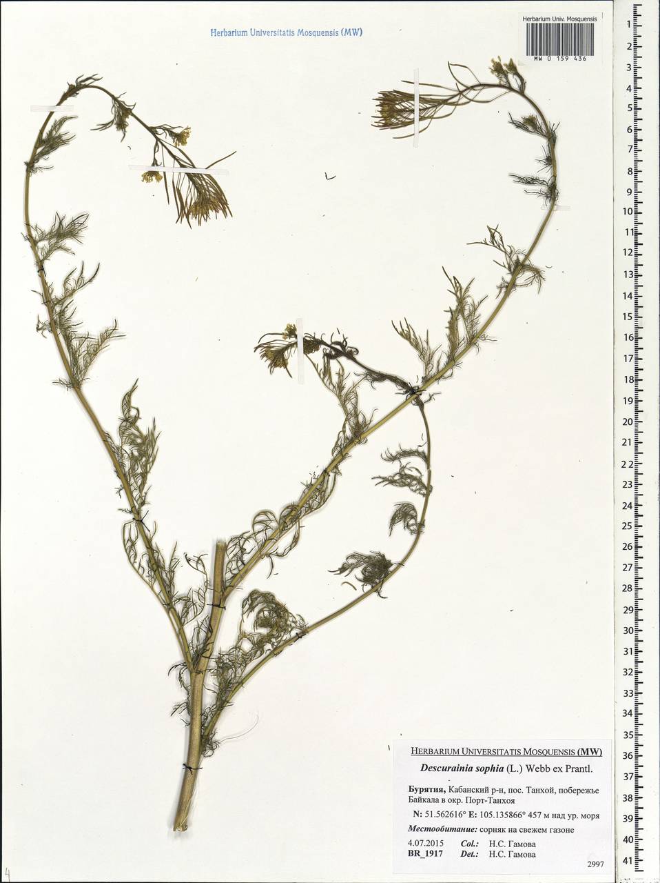 Descurainia sophia (L.) Webb ex Prantl, Siberia, Baikal & Transbaikal region (S4) (Russia)