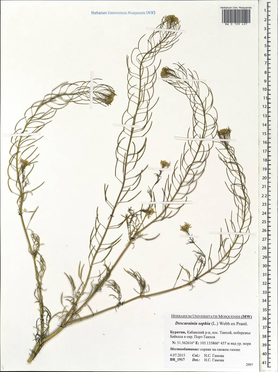 Descurainia sophia (L.) Webb ex Prantl, Siberia, Baikal & Transbaikal region (S4) (Russia)