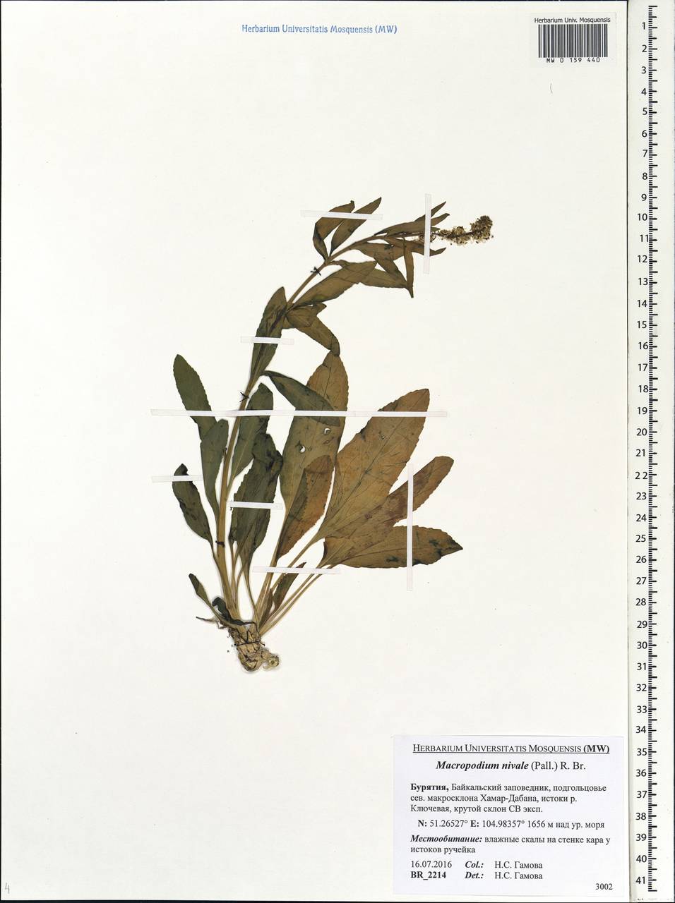 Macropodium nivale (Pall.) W. T. Aiton, Siberia, Baikal & Transbaikal region (S4) (Russia)