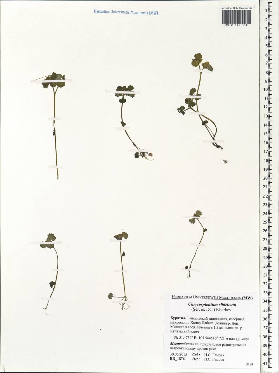 Chrysosplenium sibiricum (Ser. ex DC.) A. P. Khokhr., Siberia, Baikal & Transbaikal region (S4) (Russia)