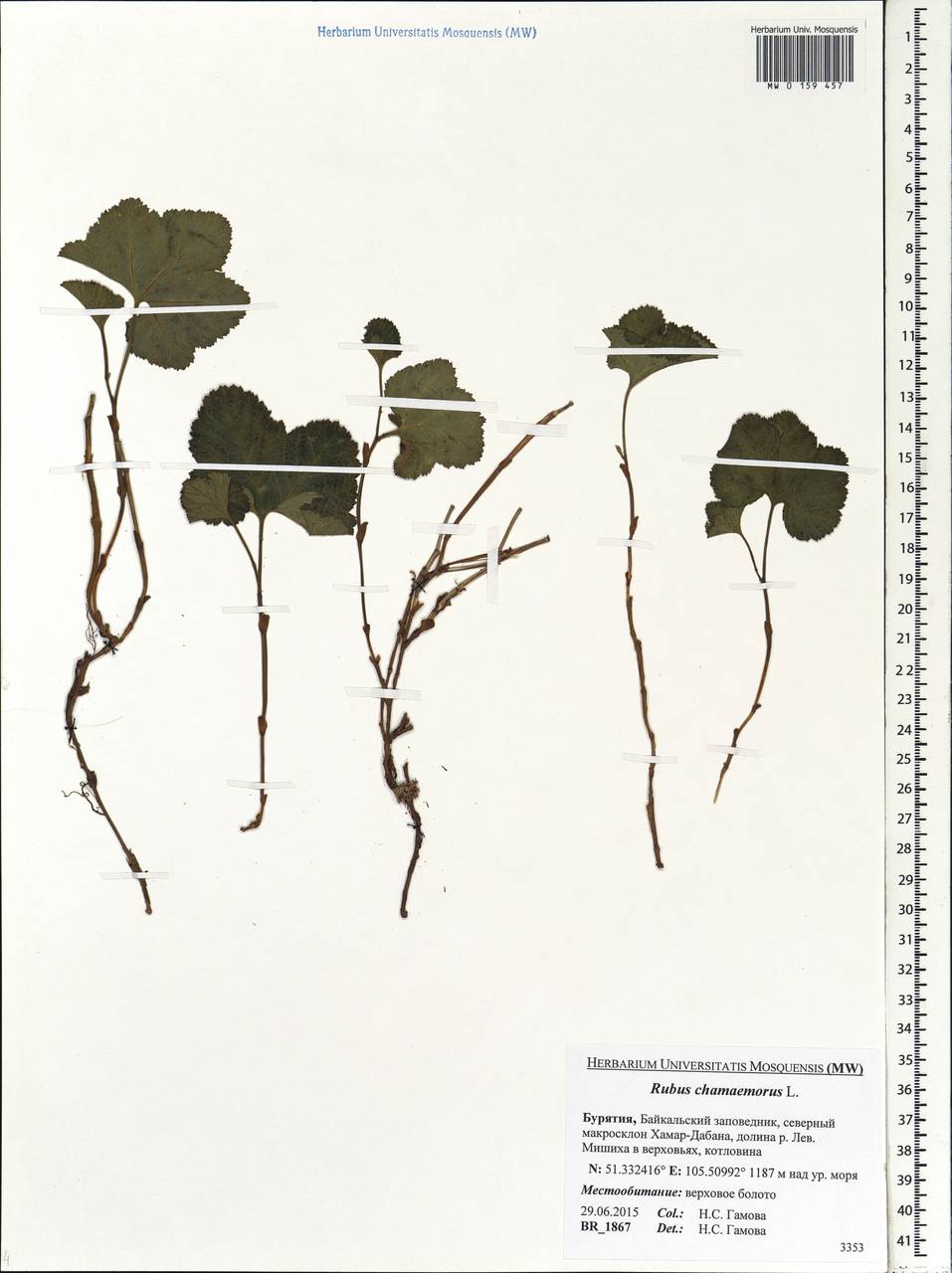 Rubus chamaemorus L., Siberia, Baikal & Transbaikal region (S4) (Russia)