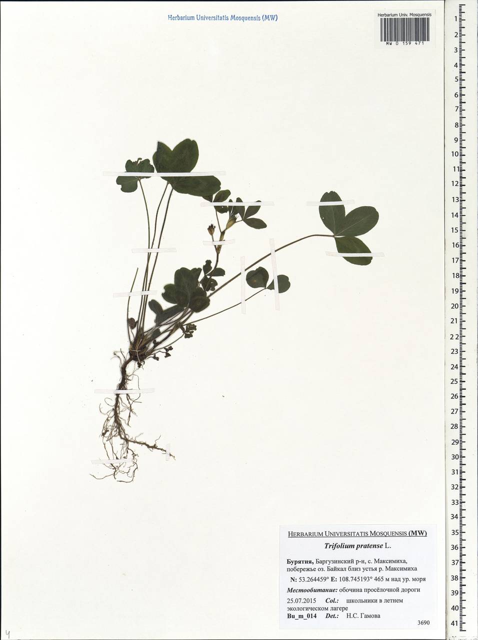 Trifolium pratense L., Siberia, Baikal & Transbaikal region (S4) (Russia)