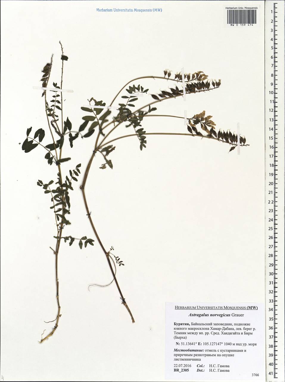 Astragalus norvegicus Grauer, Siberia, Baikal & Transbaikal region (S4) (Russia)