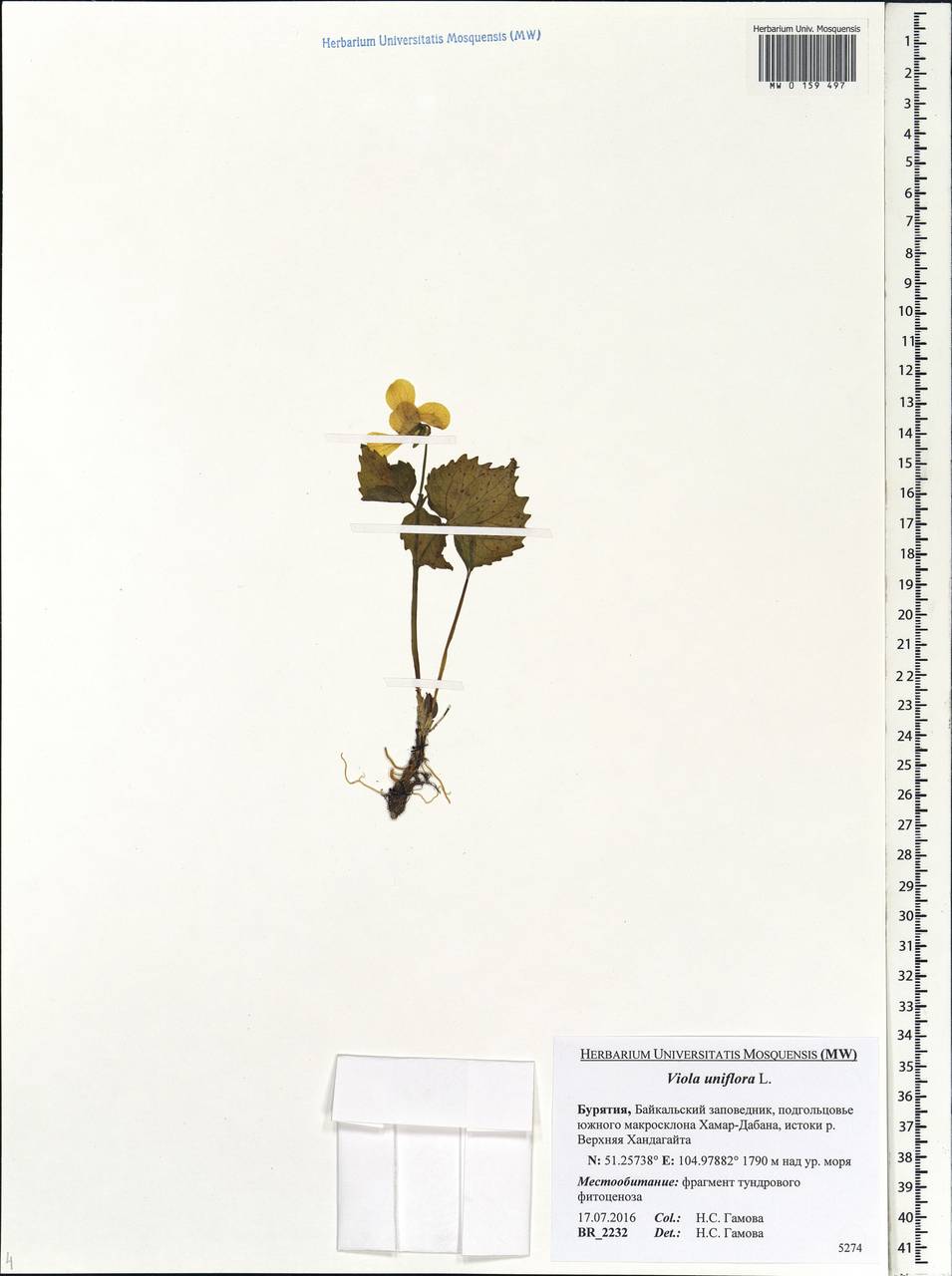 Viola uniflora L., Siberia, Baikal & Transbaikal region (S4) (Russia)