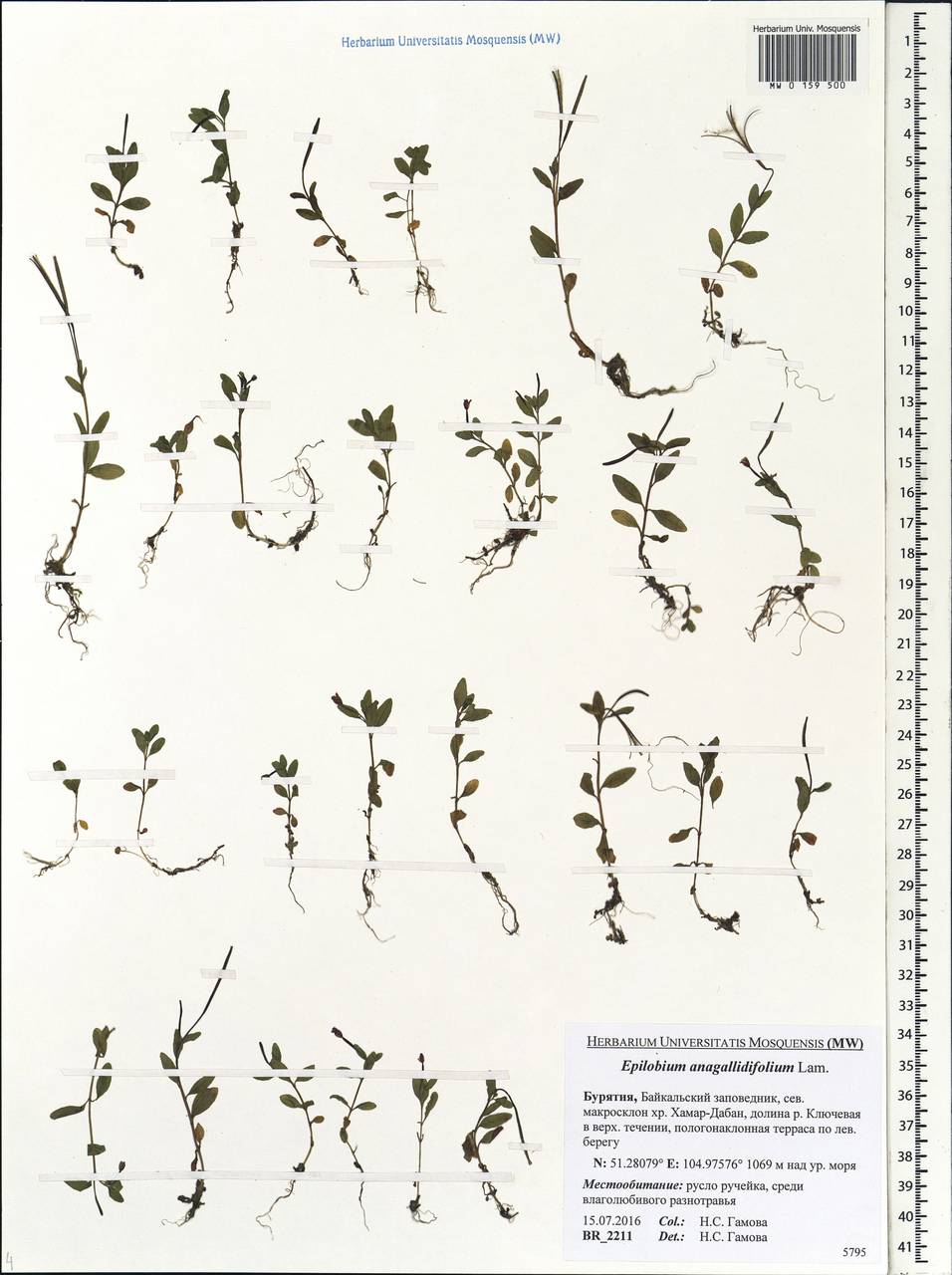 Epilobium anagallidifolium Lam., Siberia, Baikal & Transbaikal region (S4) (Russia)