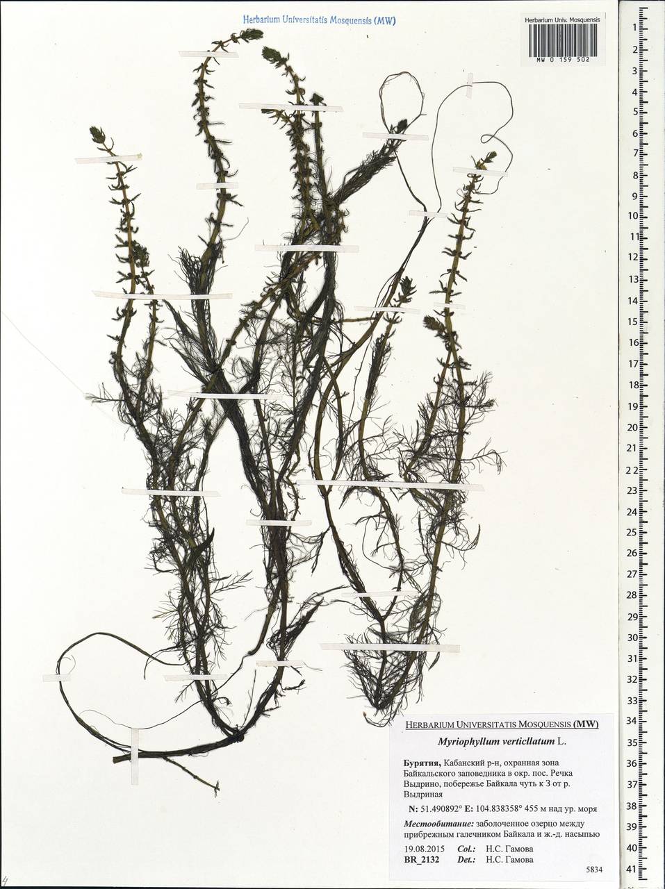 Myriophyllum verticillatum L., Siberia, Baikal & Transbaikal region (S4) (Russia)