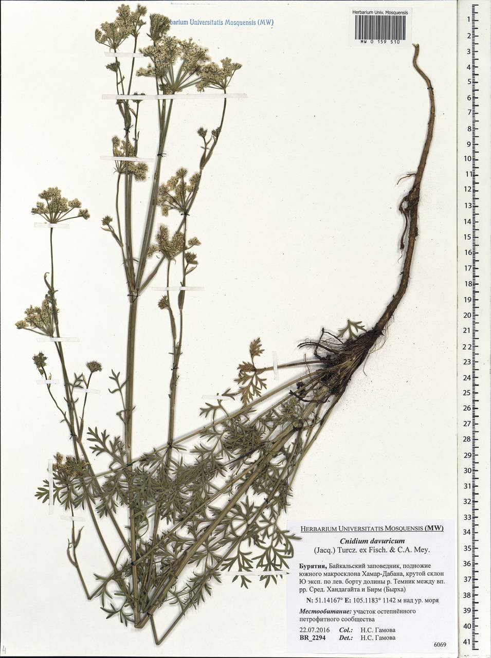 Kitagawia baicalensis (Redowsky ex Willd.) Pimenov, Siberia, Baikal & Transbaikal region (S4) (Russia)