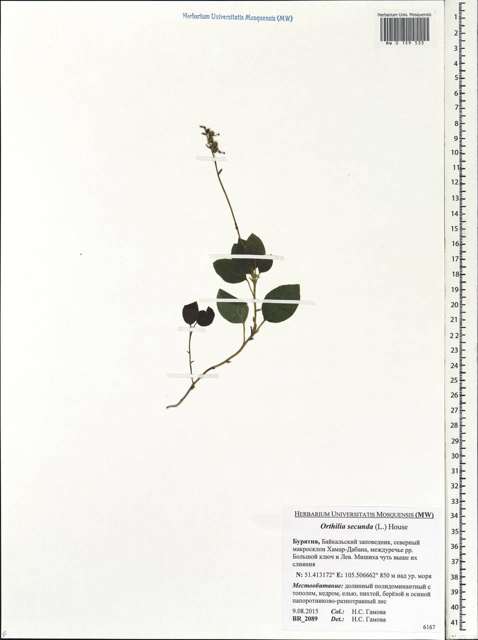 Orthilia secunda (L.) House, Siberia, Baikal & Transbaikal region (S4) (Russia)