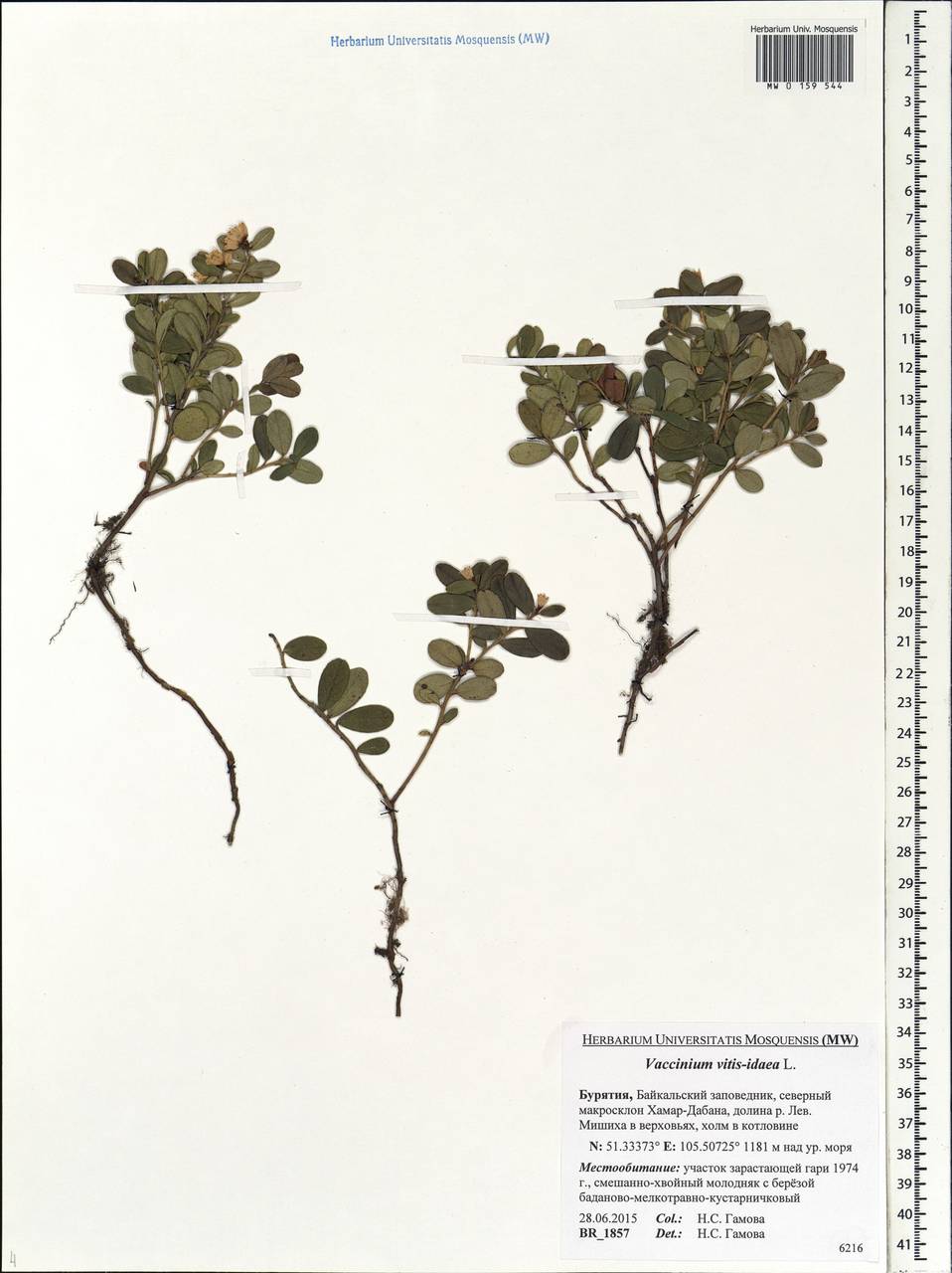 Vaccinium vitis-idaea L., Siberia, Baikal & Transbaikal region (S4) (Russia)