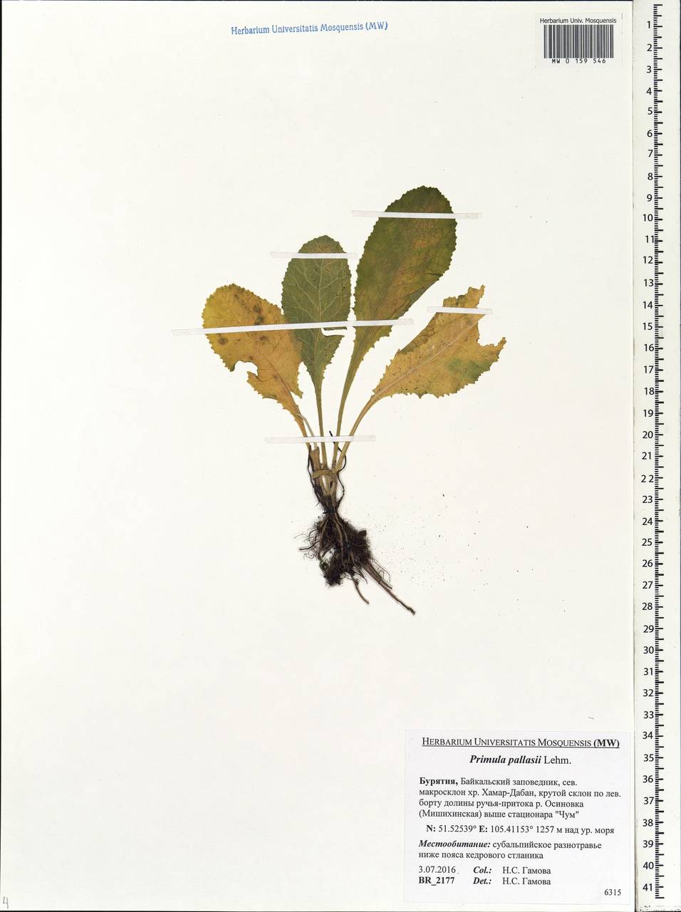 Primula elatior subsp. pallasii (Lehm.) W. W. Sm. & Forrest, Siberia, Baikal & Transbaikal region (S4) (Russia)