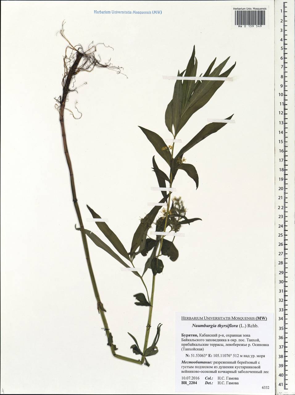 Lysimachia thyrsiflora L., Siberia, Baikal & Transbaikal region (S4) (Russia)