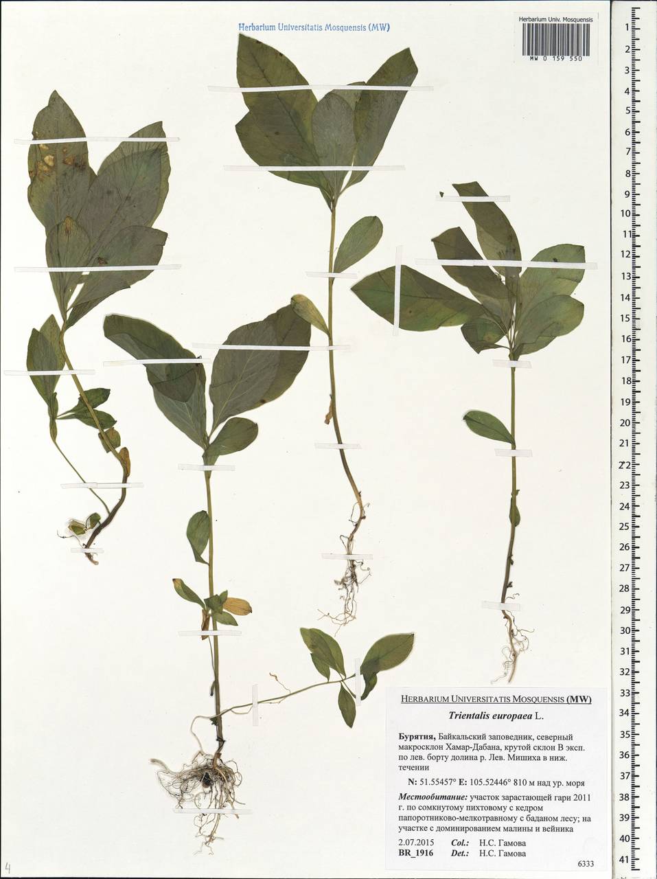 Lysimachia europaea (L.) U. Manns & Anderb., Siberia, Baikal & Transbaikal region (S4) (Russia)