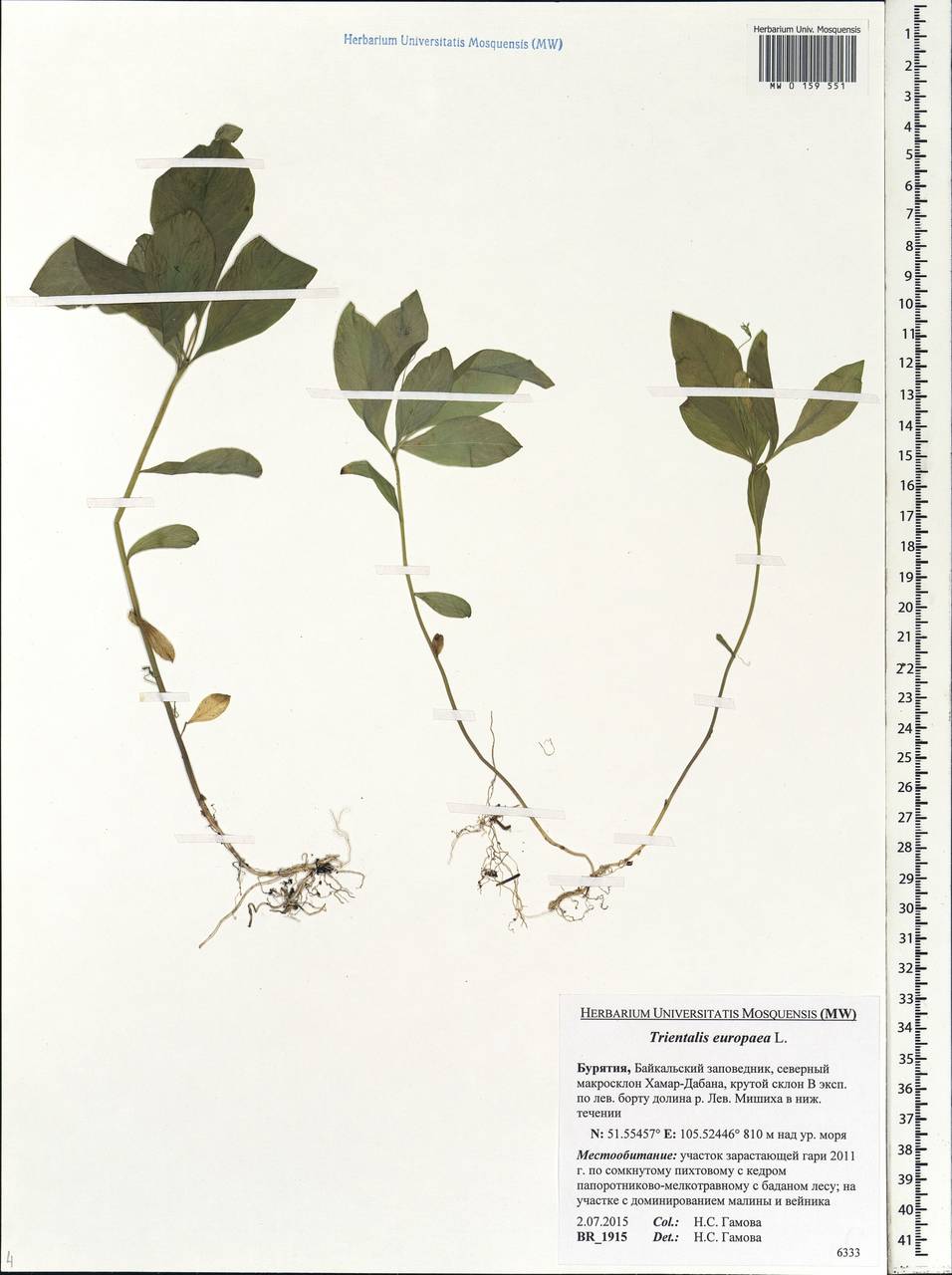 Lysimachia europaea (L.) U. Manns & Anderb., Siberia, Baikal & Transbaikal region (S4) (Russia)