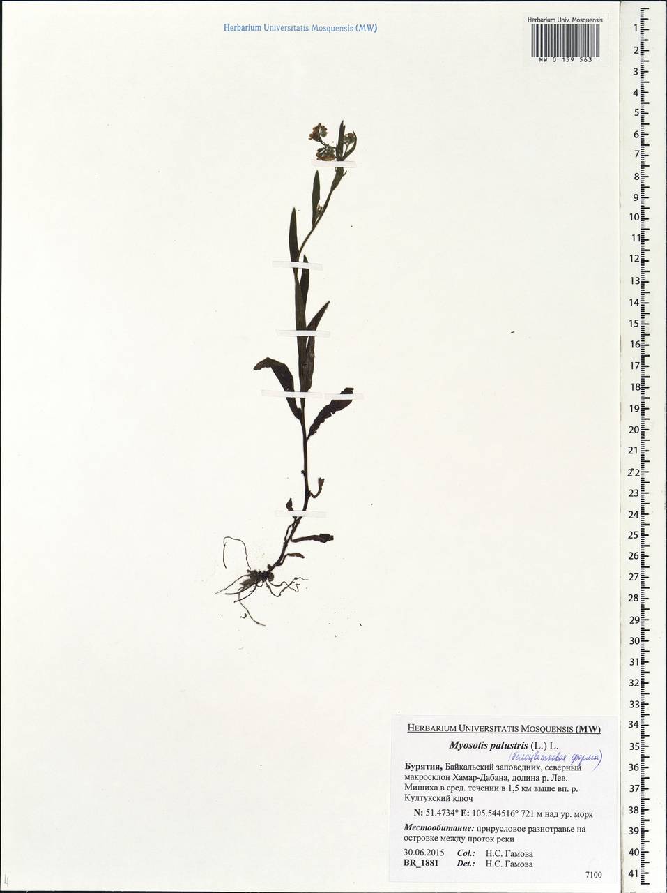 Myosotis scorpioides L., Siberia, Baikal & Transbaikal region (S4) (Russia)