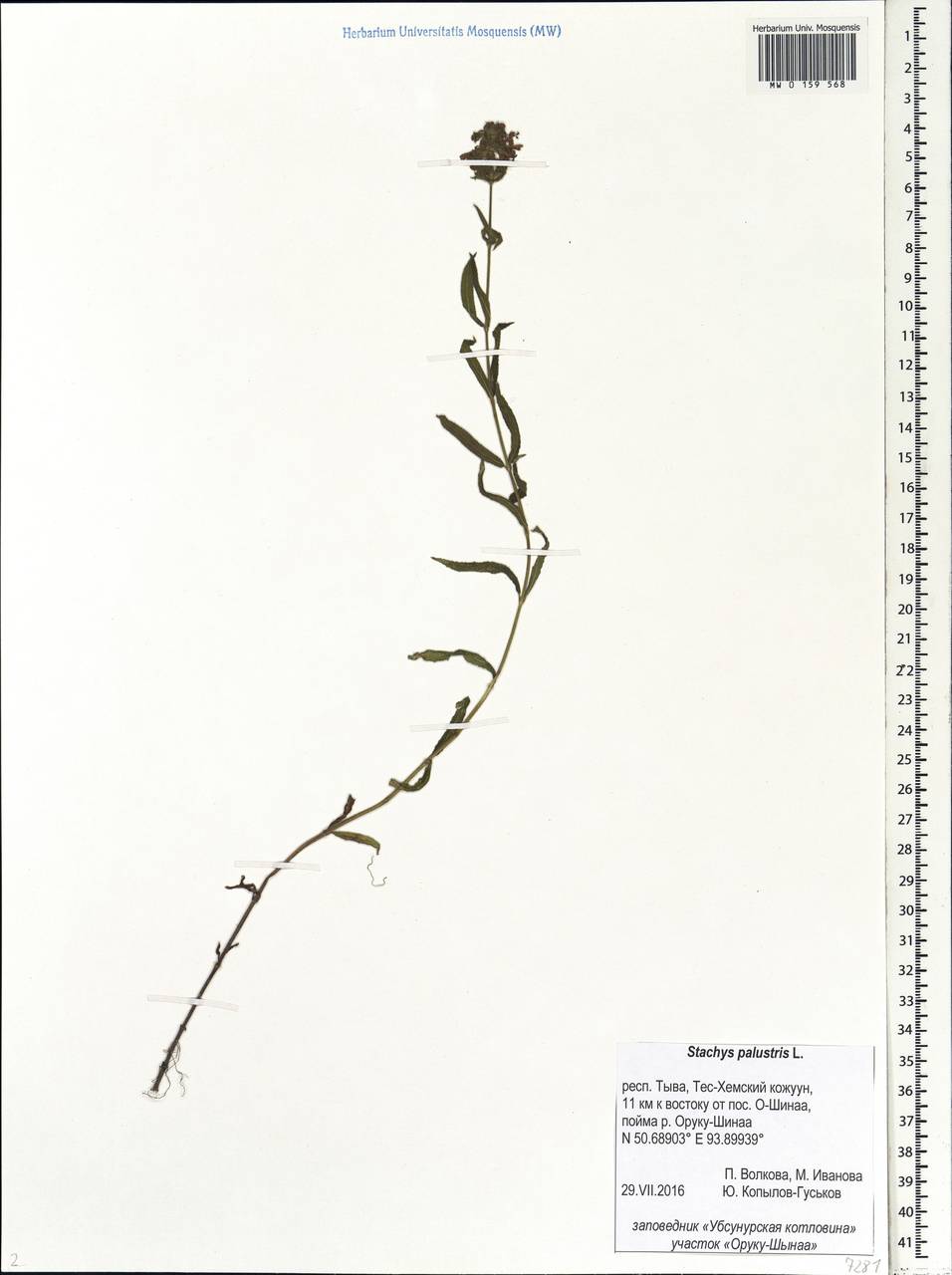 Stachys palustris L., Siberia, Altai & Sayany Mountains (S2) (Russia)