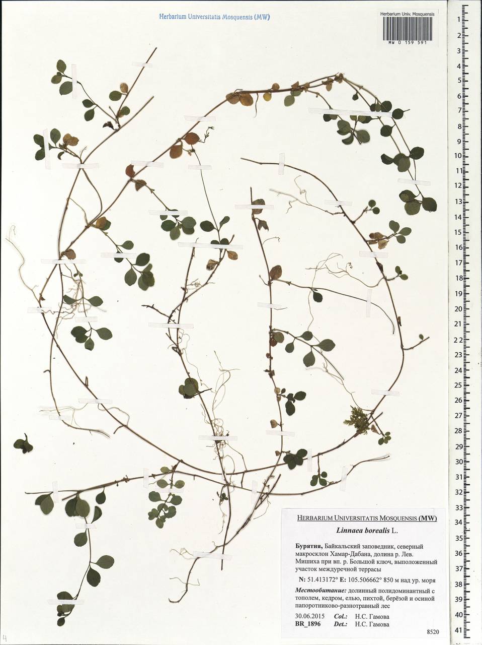 Linnaea borealis L., Siberia, Baikal & Transbaikal region (S4) (Russia)