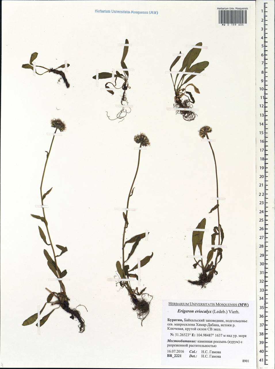 Erigeron eriocalyx (Ledeb.) Vierh., Siberia, Baikal & Transbaikal region (S4) (Russia)