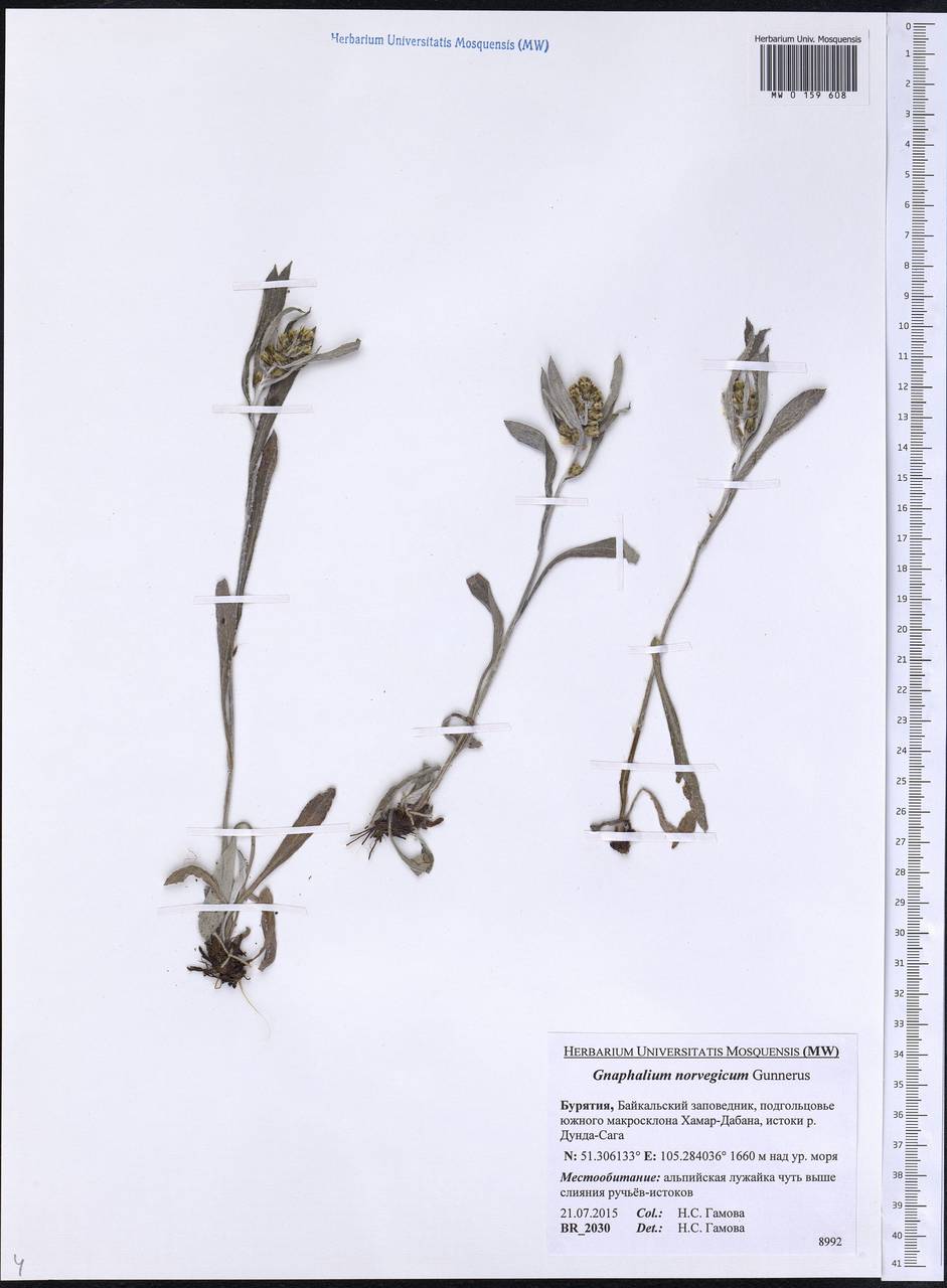 Omalotheca norvegica (Gunnerus) Sch. Bip. & F. W. Schultz, Siberia, Baikal & Transbaikal region (S4) (Russia)
