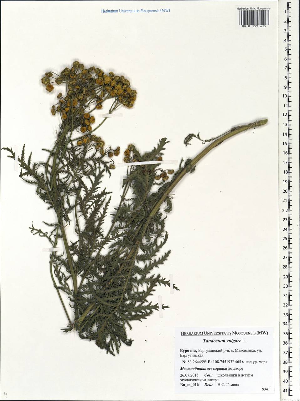 Tanacetum vulgare L., Siberia, Baikal & Transbaikal region (S4) (Russia)