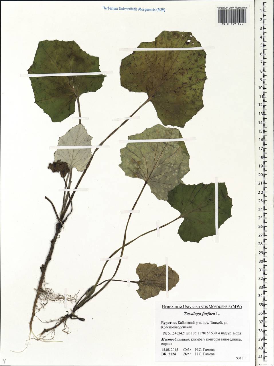 Tussilago farfara L., Siberia, Baikal & Transbaikal region (S4) (Russia)