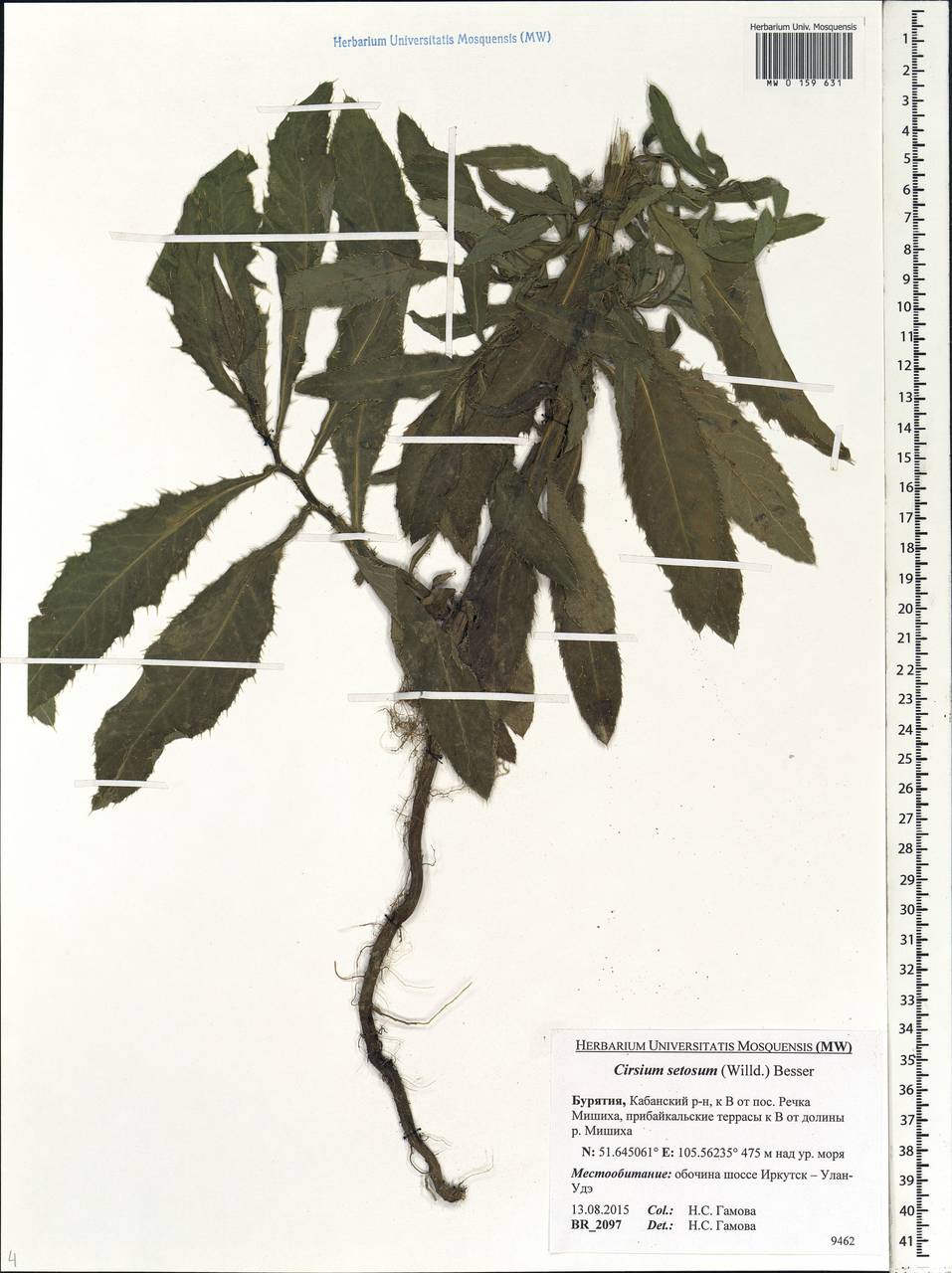 Cirsium arvense (L.) Scop., Siberia, Baikal & Transbaikal region (S4) (Russia)