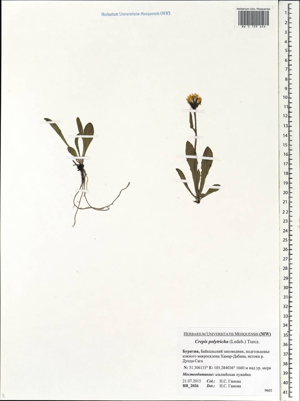 Crepis chrysantha subsp. chrysantha, Siberia, Baikal & Transbaikal region (S4) (Russia)