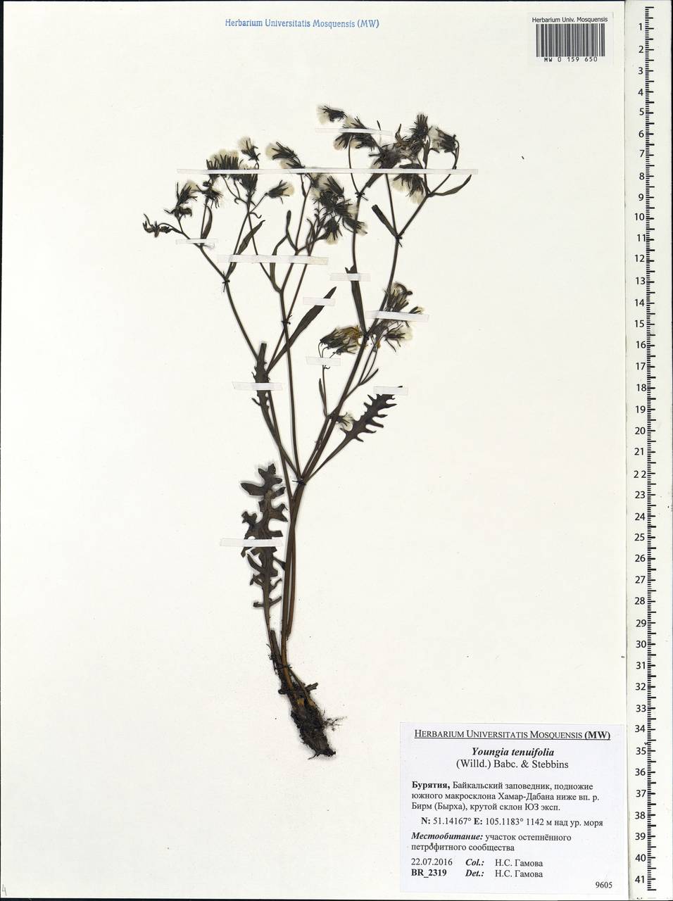 Crepidiastrum tenuifolium (Willd.) Sennikov, Siberia, Baikal & Transbaikal region (S4) (Russia)