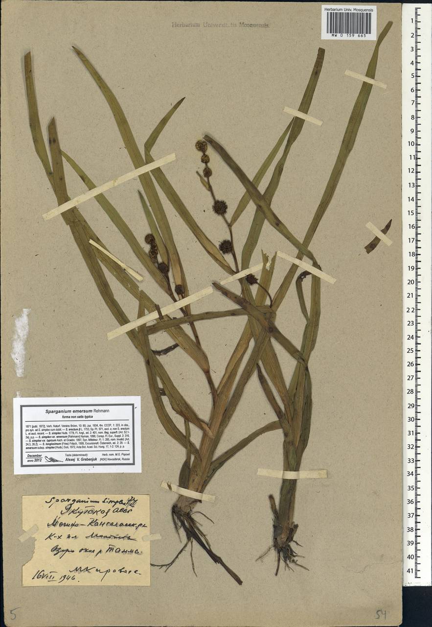 Sparganium emersum Rehmann, Siberia, Yakutia (S5) (Russia)