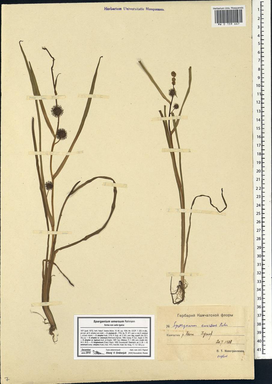 Sparganium emersum Rehmann, Siberia, Chukotka & Kamchatka (S7) (Russia)