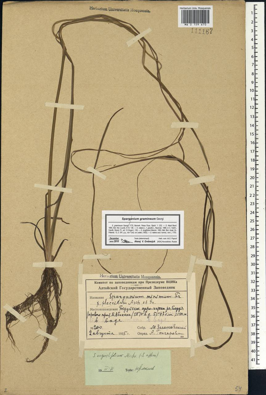 Sparganium gramineum Georgi, Siberia, Altai & Sayany Mountains (S2) (Russia)