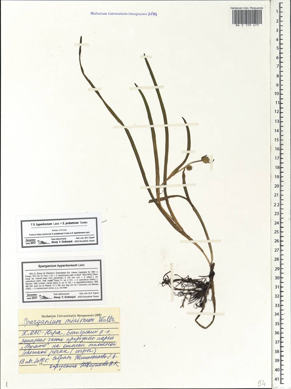 Sparganium hyperboreum × probatovae, Siberia, Western Siberia (S1) (Russia)