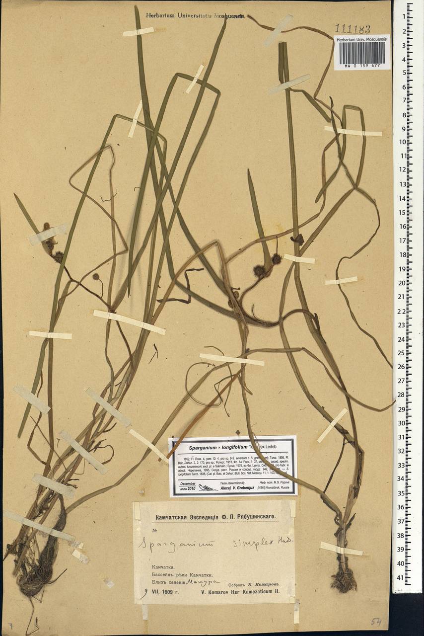 Sparganium longifolium Turcz. ex Ledeb., Siberia, Chukotka & Kamchatka (S7) (Russia)