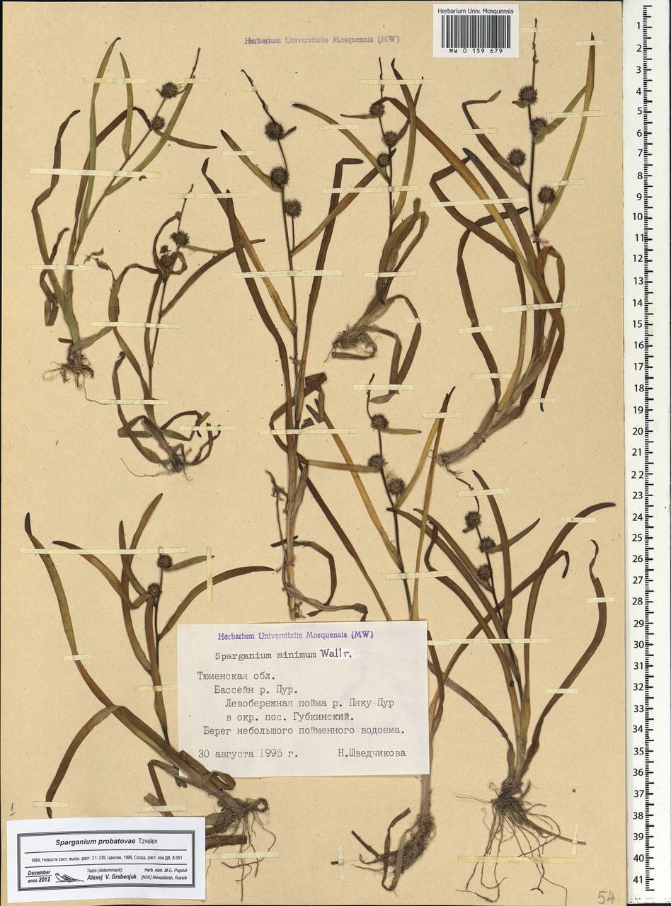 Sparganium probatovae Tzvelev, Siberia, Western Siberia (S1) (Russia)