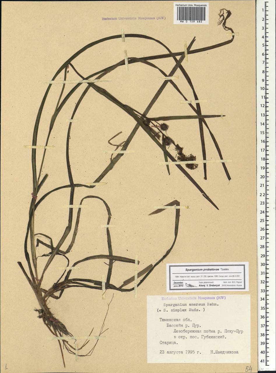 Sparganium × probatovae Tzvelev, Siberia, Western Siberia (S1) (Russia)