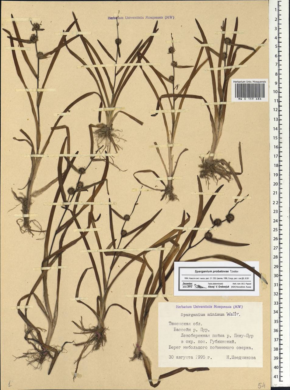 Sparganium probatovae Tzvelev, Siberia, Western Siberia (S1) (Russia)