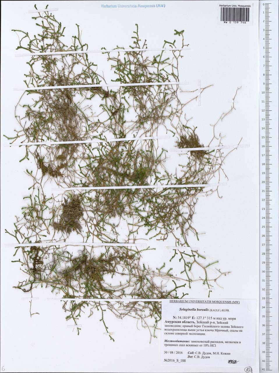 Selaginella borealis (Kaulf.) Spring, Siberia, Russian Far East (S6) (Russia)