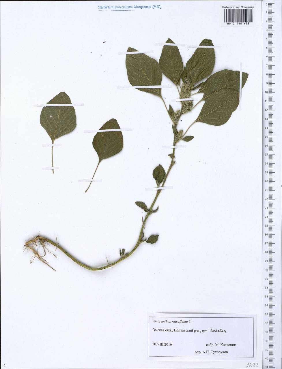 Amaranthus retroflexus L., Siberia, Western Siberia (S1) (Russia)