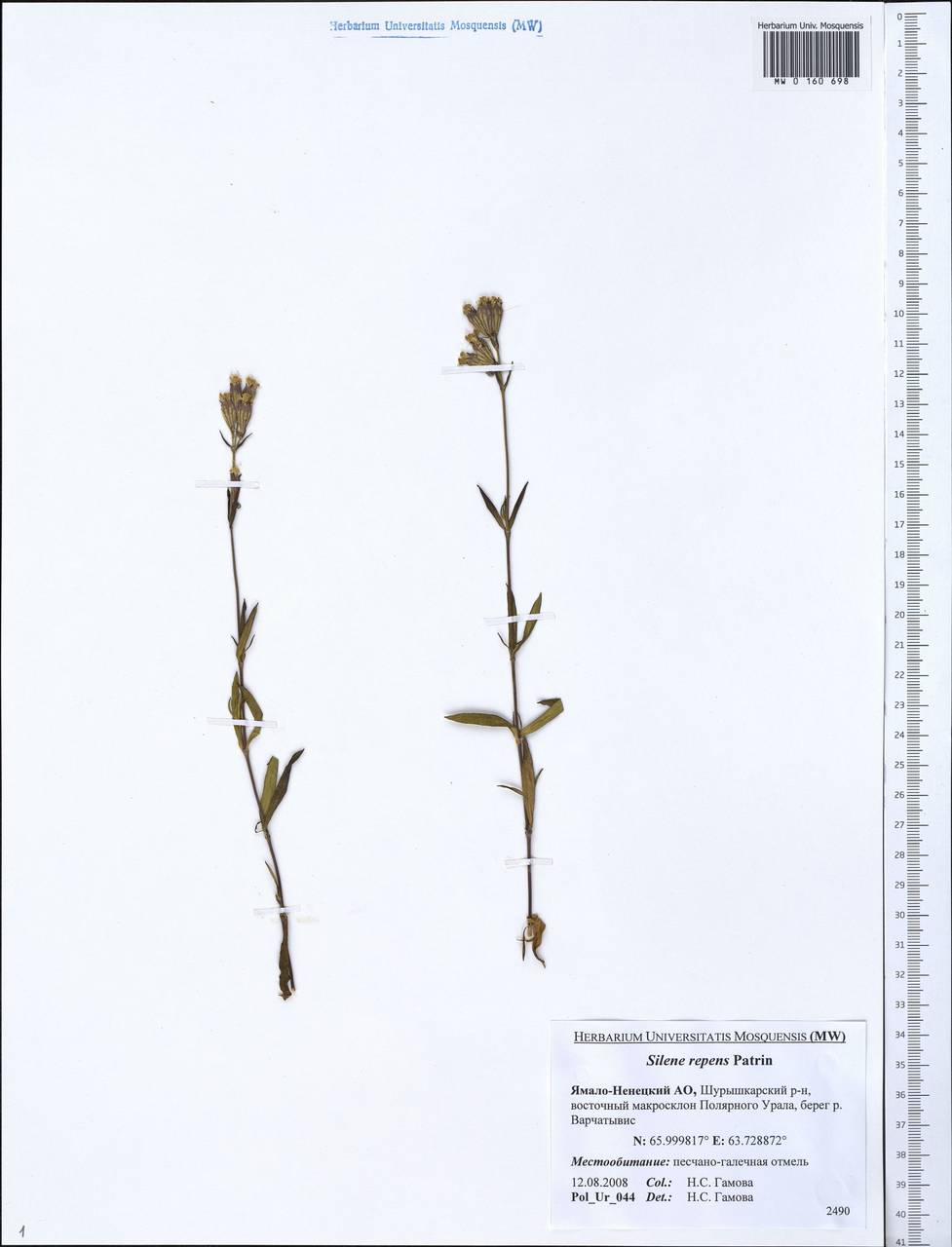 Silene repens Patrin, Siberia, Western Siberia (S1) (Russia)