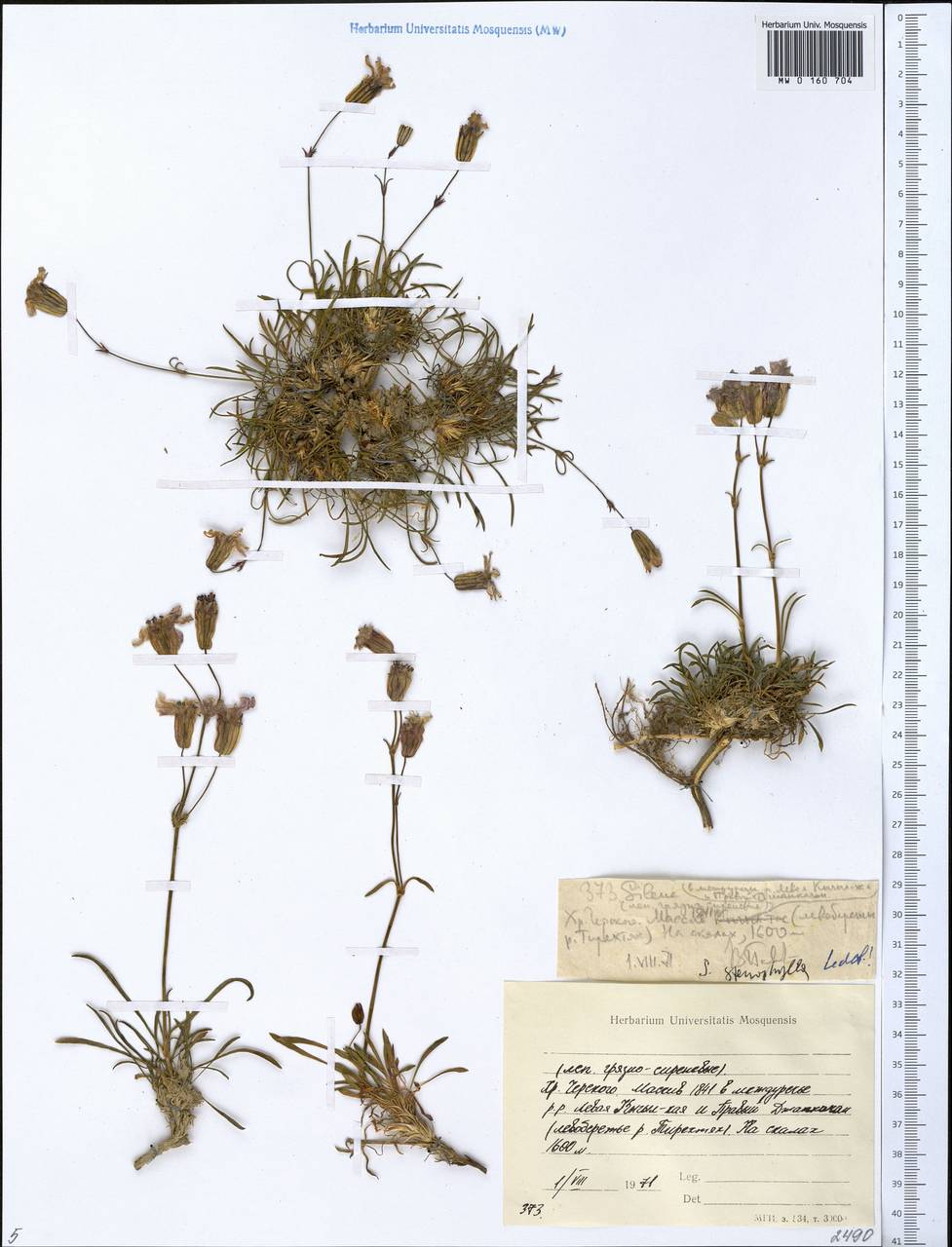 Silene stenophylla Ledeb., Siberia, Yakutia (S5) (Russia)