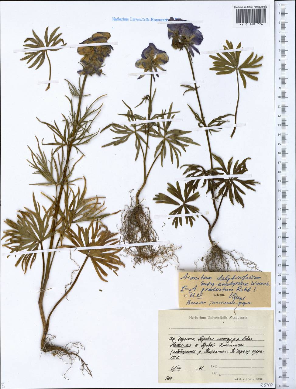 Aconitum delphinifolium subsp. productum (Rchb.) Vorosch., Siberia, Yakutia (S5) (Russia)