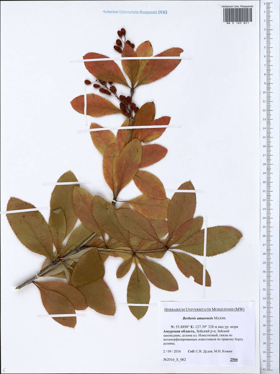 Berberis amurensis Rupr., Siberia, Russian Far East (S6) (Russia)